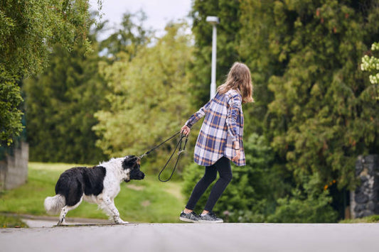 How to Stop Your Dog from Pulling on Leash